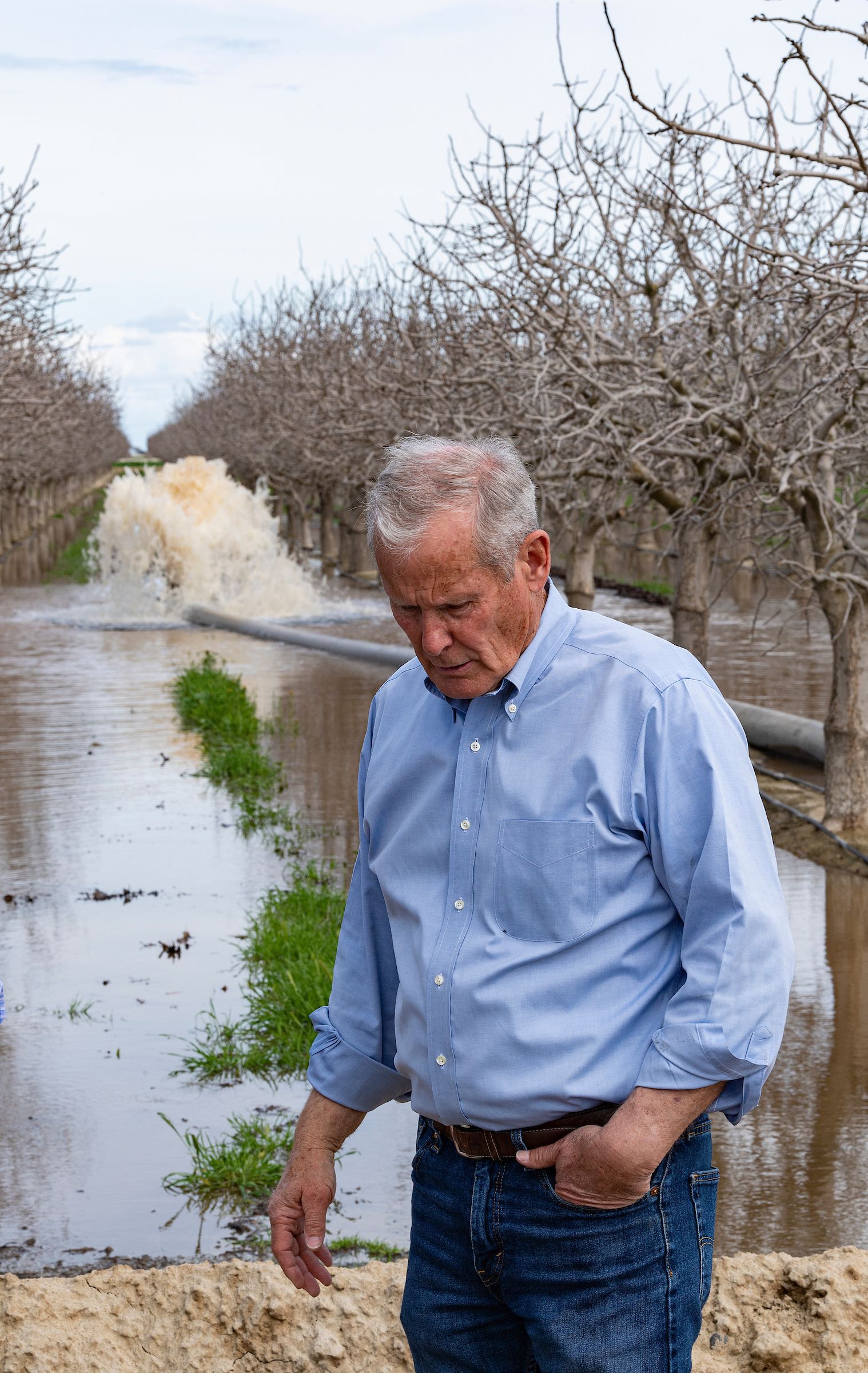 A white man with gray hair wearing a blue oxford shirt and jeans stands in front of a pipeline sending water into a dormant pistachio orchard